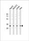 40S ribosomal protein S2 antibody, PA5-72341, Invitrogen Antibodies, Western Blot image 