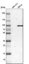 Prolyl 3-hydroxylase 2 antibody, HPA007890, Atlas Antibodies, Western Blot image 