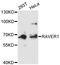 Ribonucleoprotein, PTB Binding 1 antibody, LS-C748198, Lifespan Biosciences, Western Blot image 