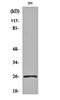 Neural Retina Leucine Zipper antibody, orb162061, Biorbyt, Western Blot image 