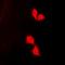 Erk1 antibody, orb10606, Biorbyt, Immunofluorescence image 