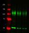 alpha-Tubulin antibody, MCA78G, Bio-Rad (formerly AbD Serotec) , Immunofluorescence image 