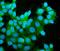 Mitogen-Activated Protein Kinase Kinase 2 antibody, M00996-3, Boster Biological Technology, Immunofluorescence image 