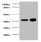 Troponin T2, Cardiac Type antibody, orb238665, Biorbyt, Western Blot image 