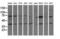 COBW Domain Containing 1 antibody, GTX84728, GeneTex, Western Blot image 
