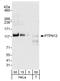 Protein Tyrosine Phosphatase Non-Receptor Type 12 antibody, A301-299A, Bethyl Labs, Western Blot image 