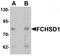 FCH And Double SH3 Domains 1 antibody, TA320065, Origene, Western Blot image 