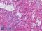 Rac Family Small GTPase 2 antibody, LS-B8970, Lifespan Biosciences, Immunohistochemistry frozen image 