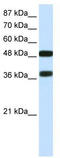POU domain, class 3, transcription factor 2 antibody, TA330100, Origene, Western Blot image 