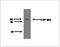 Cytochrome P450 Family 8 Subfamily B Member 1 antibody, TA353143L, Origene, Western Blot image 