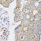 Ccn5 antibody, LS-C349158, Lifespan Biosciences, Immunohistochemistry frozen image 