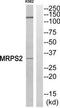 Mitochondrial Ribosomal Protein S2 antibody, TA312711, Origene, Western Blot image 
