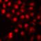Histone Cluster 3 H3 antibody, LS-C668834, Lifespan Biosciences, Immunofluorescence image 