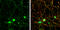 Double C2-like domain-containing protein alpha antibody, GTX119085, GeneTex, Immunofluorescence image 