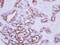 Nodal antibody, PA5-28486, Invitrogen Antibodies, Immunohistochemistry frozen image 