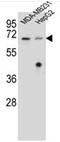Glomulin, FKBP Associated Protein antibody, AP51853PU-N, Origene, Western Blot image 