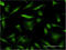 High mobility group protein HMG-I/HMG-Y antibody, LS-C197423, Lifespan Biosciences, Immunofluorescence image 