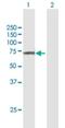 Family With Sequence Similarity 111 Member A antibody, H00063901-B01P, Novus Biologicals, Western Blot image 