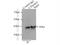 Replication Termination Factor 2 antibody, 16633-1-AP, Proteintech Group, Immunoprecipitation image 