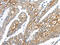 Tripartite Motif Containing 47 antibody, CSB-PA236753, Cusabio, Immunohistochemistry paraffin image 
