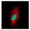 Histone Cluster 1 H1 Family Member C antibody, NBP2-16845, Novus Biologicals, Immunofluorescence image 