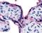 Oxoglutarate Receptor 1 antibody, NLS1867, Novus Biologicals, Immunohistochemistry frozen image 
