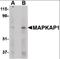 MAPK Associated Protein 1 antibody, orb87332, Biorbyt, Western Blot image 