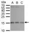 60S ribosomal protein L37 antibody, GTX104688, GeneTex, Western Blot image 