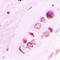 Histone H3 antibody, LS-C353150, Lifespan Biosciences, Immunohistochemistry frozen image 