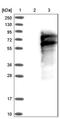 Lymphocyte Transmembrane Adaptor 1 antibody, NBP1-83661, Novus Biologicals, Western Blot image 