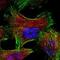 Gelsolin antibody, ABS 017-20-02, Invitrogen Antibodies, Immunofluorescence image 