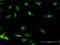 DNA-binding protein A antibody, H00008531-B01P, Novus Biologicals, Immunofluorescence image 