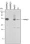 Protein Kinase AMP-Activated Non-Catalytic Subunit Beta 1 antibody, PA5-47411, Invitrogen Antibodies, Western Blot image 