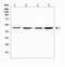 Nuclear Receptor Subfamily 1 Group I Member 2 antibody, A01133-3, Boster Biological Technology, Western Blot image 