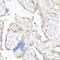 Vitronectin antibody, 15-070, ProSci, Immunohistochemistry frozen image 