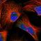 Defender Against Cell Death 1 antibody, HPA028882, Atlas Antibodies, Immunofluorescence image 