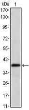 Musashi RNA Binding Protein 1 antibody, MA5-15820, Invitrogen Antibodies, Western Blot image 