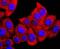 GLI Family Zinc Finger 1 antibody, A00527-2, Boster Biological Technology, Immunocytochemistry image 