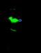Cerberus 1, DAN Family BMP Antagonist antibody, 10820-T52, Sino Biological, Immunoprecipitation image 