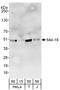 Polycomb group RING finger protein 2 antibody, A303-580A, Bethyl Labs, Western Blot image 