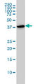 Capping Actin Protein, Gelsolin Like antibody, LS-C196813, Lifespan Biosciences, Western Blot image 