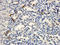 C-C Motif Chemokine Ligand 5 antibody, orb256342, Biorbyt, Immunohistochemistry paraffin image 