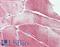 HsMAD2 antibody, LS-B7850, Lifespan Biosciences, Immunohistochemistry frozen image 