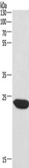 Charged multivesicular body protein 1a antibody, TA349802, Origene, Western Blot image 