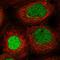 E3 ubiquitin-protein ligase Itchy antibody, HPA049032, Atlas Antibodies, Immunocytochemistry image 
