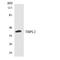 TATA box-binding protein-like protein 2 antibody, LS-B14707, Lifespan Biosciences, Western Blot image 