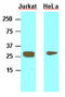 HMG1 antibody, AM09063PU-S, Origene, Western Blot image 
