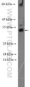 Activator of 90 kDa heat shock protein ATPase homolog 2 antibody, 55447-1-AP, Proteintech Group, Western Blot image 