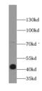 Kelch-like protein 14 antibody, FNab04614, FineTest, Western Blot image 