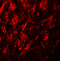 Solute Carrier Family 39 Member 9 antibody, 6097, ProSci Inc, Immunofluorescence image 